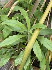 Erigeron sumatrensis
