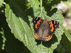 Vanessa vulcania