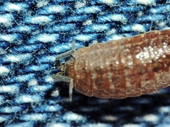 Proporcellio