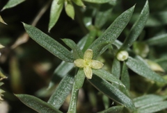 Galium microphyllum