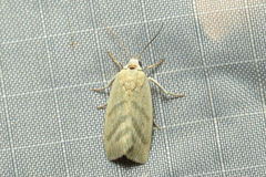 Earias paralella