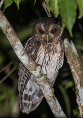 Strix virgata