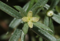 Galium microphyllum