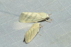 Earias paralella