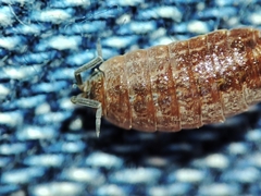 Proporcellio