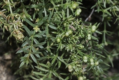 Galium microphyllum