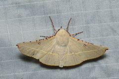 Oenochroma pallida