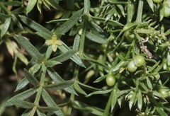 Galium microphyllum