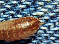 Proporcellio