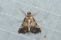 Nacoleia mesochlora