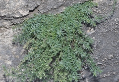 Galium microphyllum