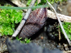 Proporcellio