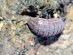 Proporcellio