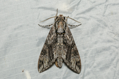 Agrius godarti