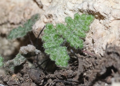 Myriopteris gracilis