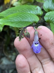 Rhynchoglossum klugioides