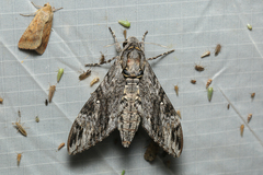 Agrius godarti