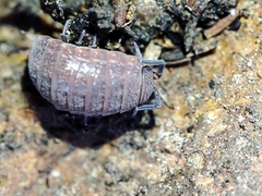 Proporcellio