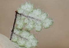 Myriopteris gracilis