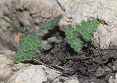 Myriopteris gracilis