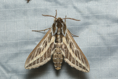 Hyles livornicoides