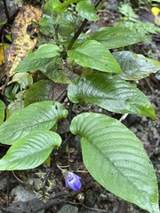 Rhynchoglossum klugioides