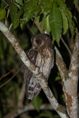 Strix virgata