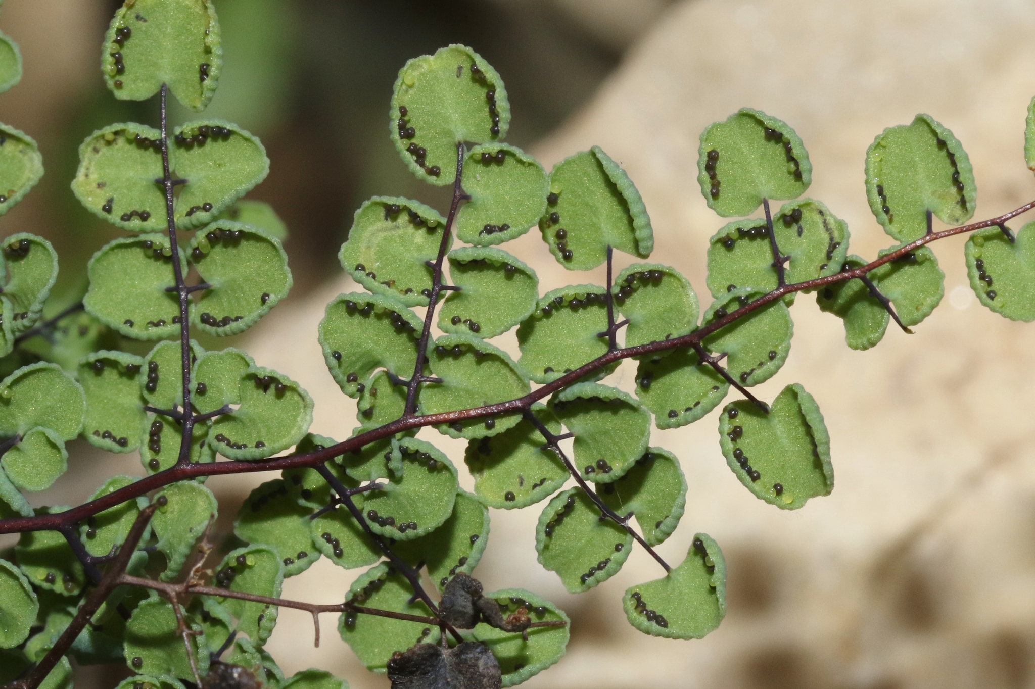 Argyrochosma microphylla