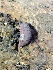 Proporcellio