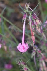 Ipomopsis macrosiphon