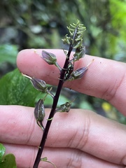 Rhynchoglossum klugioides