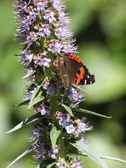 Vanessa vulcania