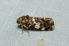 Acontia crocata