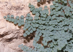 Argyrochosma microphylla