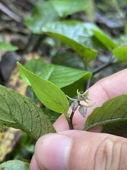 Rhynchoglossum klugioides