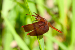 Neurothemis fluctuans