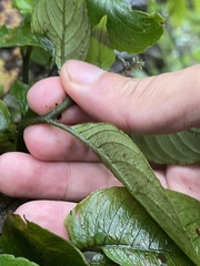 Rhynchoglossum klugioides