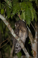 Strix virgata