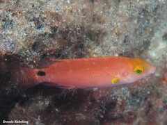 Symphodus mediterraneus