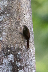 Glyphorynchus spirurus