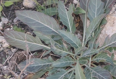 Oenothera brachycarpa