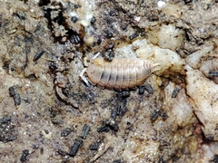 Lucasius pallidus