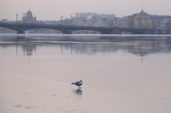 Chroicocephalus ridibundus