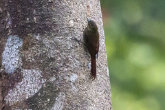 Glyphorynchus spirurus