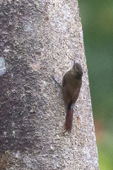 Glyphorynchus spirurus