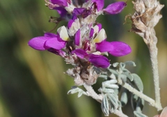 Dalea bicolor