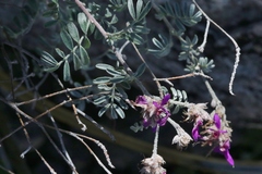 Dalea bicolor