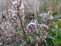 Lobularia maritima