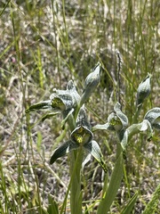 Chloraea magellanica