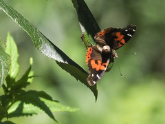 Vanessa vulcania